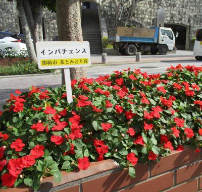 県庁側道路の花壇に咲くインパチェンスの写真