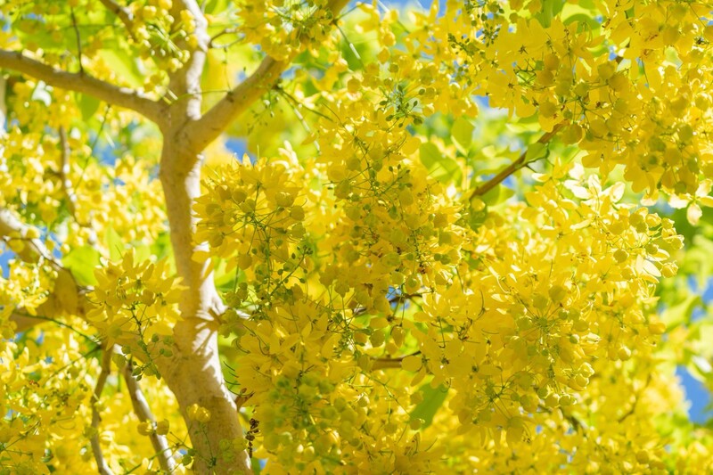 写真：ゴールデンシャワーの花
