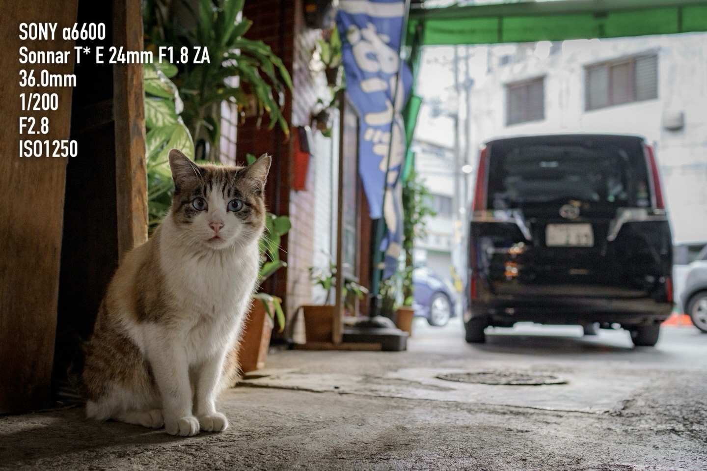 写真：商店街にいる猫
