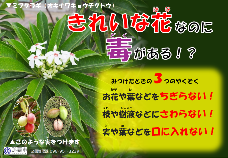 ミフクラギ(オキナワキョウチクトウ)の画像
