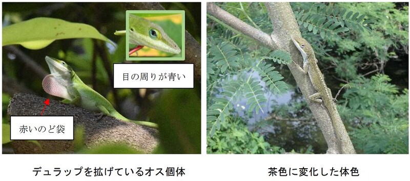 写真:グリーンアノールの特徴