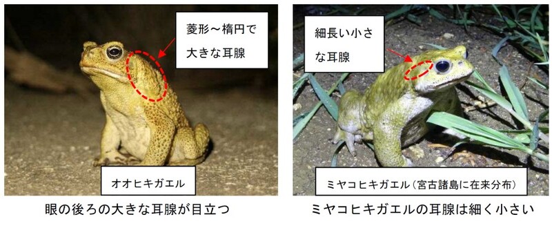 写真:オオヒキガエルの特徴