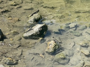 写真：湿地の生き物観察会の様子1