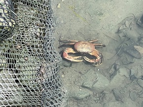 湿地の生き物観察会