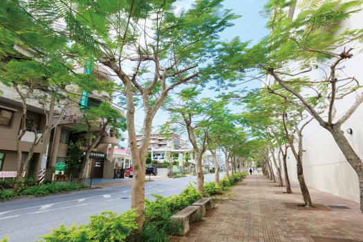 写真：ホウオウボク