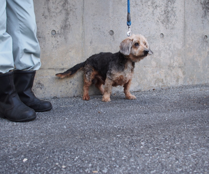 収容した犬の画像