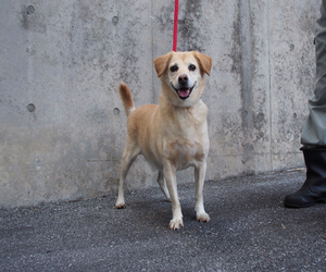 収容した犬の画像2