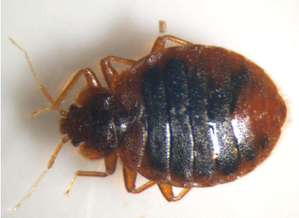 写真：トコジラミ