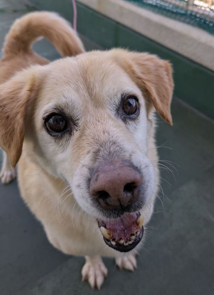 写真:譲渡犬くるり