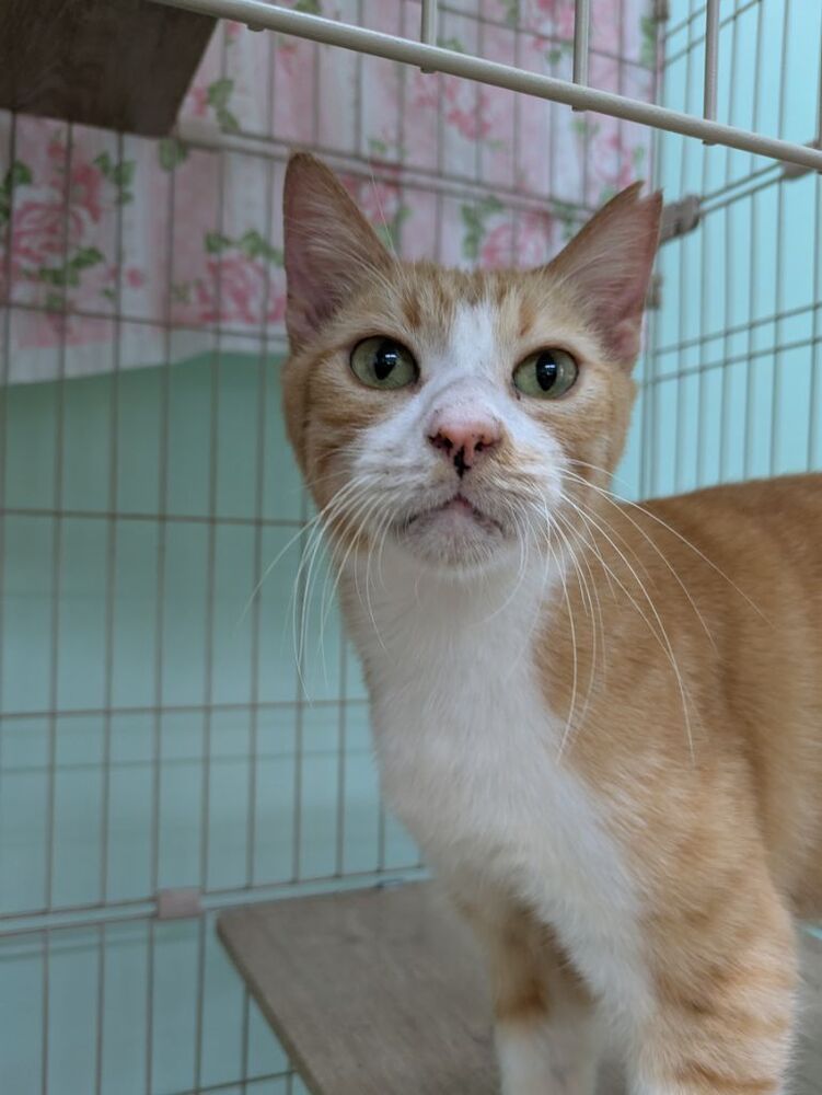 チャバ