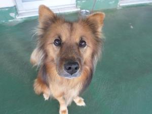 写真：譲渡犬フーガ