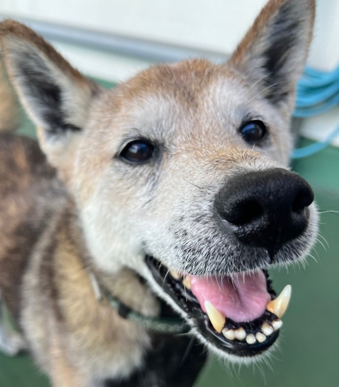 写真：譲渡犬平次