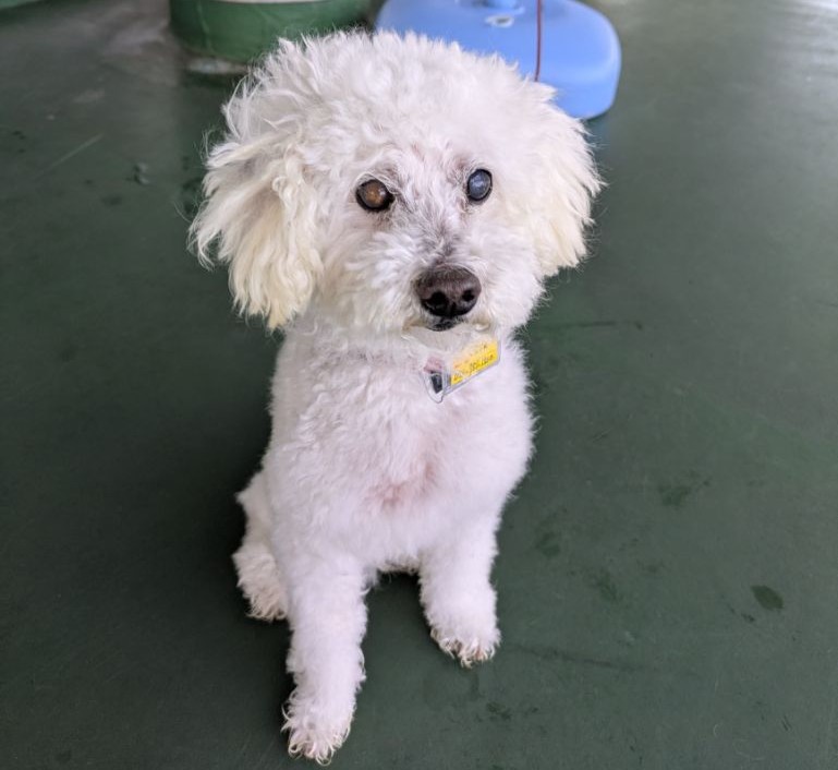 写真：譲渡犬くるり