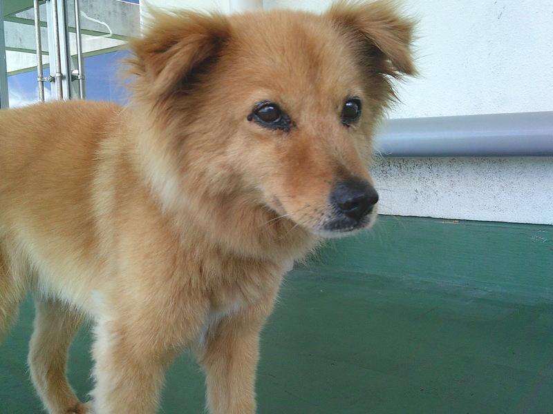 写真：譲渡犬ライム