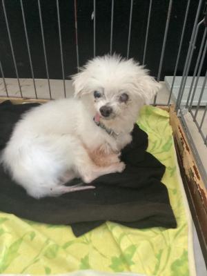 写真：譲渡犬マルコ