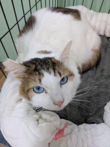 写真：譲渡猫ミッキー