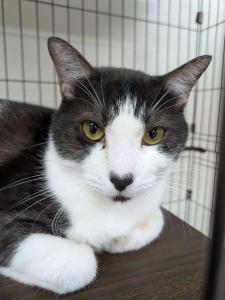 写真：譲渡猫むぎ