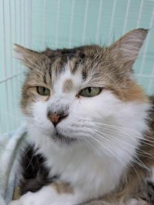 写真：譲渡猫ムック