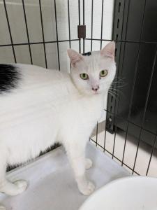 写真：譲渡猫おざき