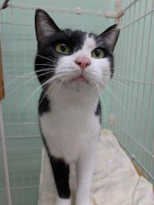 写真：譲渡猫とろ