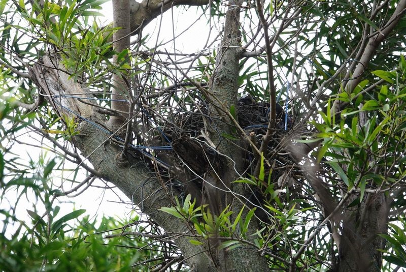 写真：カラスの巣