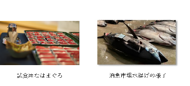 写真:試食用なはまぐろと泊漁港で水揚げされたまぐろ