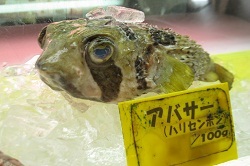 写真：アバサー（ハリセンボン）