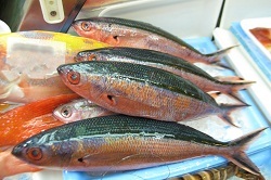 写真：グルクン