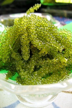 写真：海ぶどう