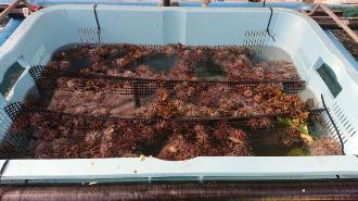 写真：シラヒゲウニ