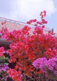 写真：ブーゲンビレア