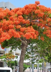 写真：ホウオウボク