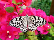 写真：オオゴマダラ