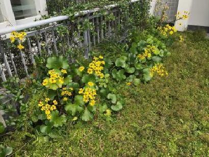 7階吹き抜けの植物の写真