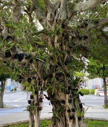 庁舎正面ガジュマルと着生ランの写真