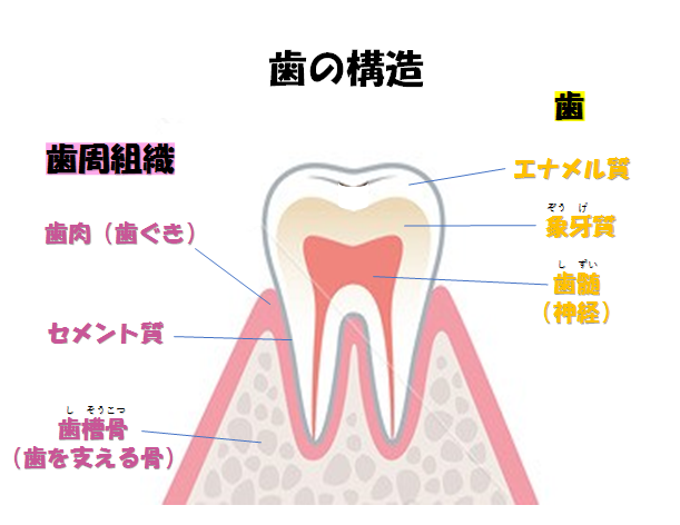 イラスト:歯の構造