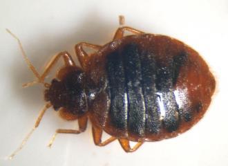 写真：トコジラミ