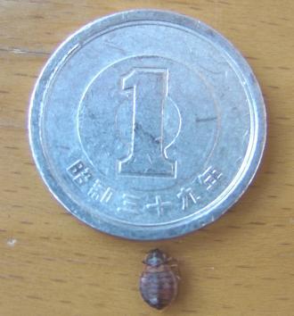 写真：トコジラミの実際の大きさ