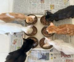 写真:奥武山保護ねこ譲渡会のようす