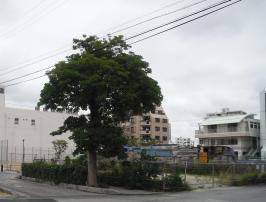 写真：那覇ふ頭前緑地　整備前