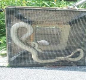 ハブ捕獲の写真