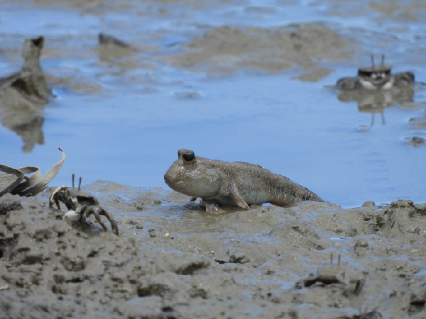 写真：底生生物