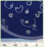 写真：アニサキス幼虫