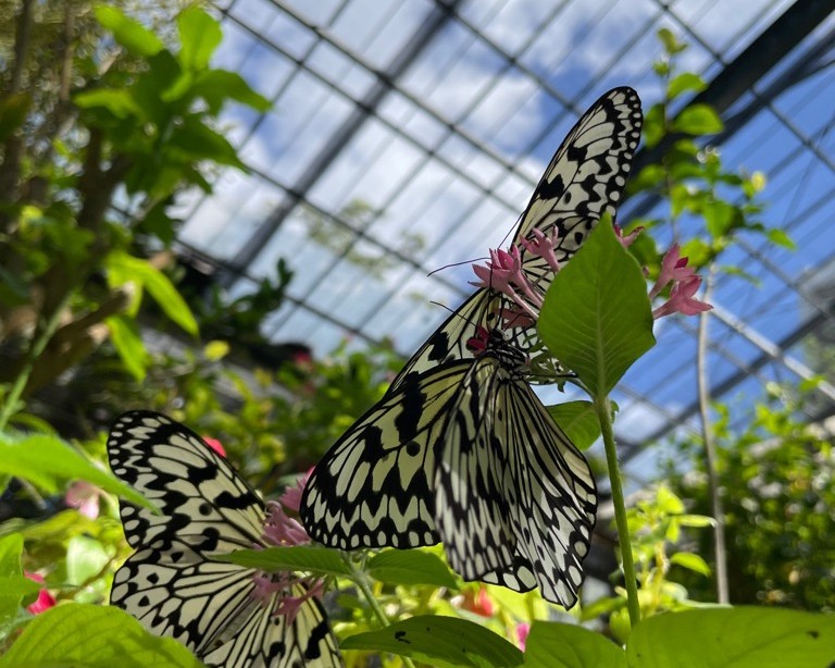 蜜を吸うオオゴマダラ