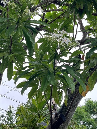白い花がついたミフクラギ