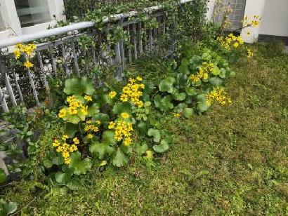 7階吹き抜けの植物の写真