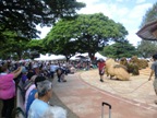 2013年翁長市長がホノルルで開催された沖縄フェスティバルに参加