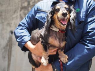 保護犬の写真5
