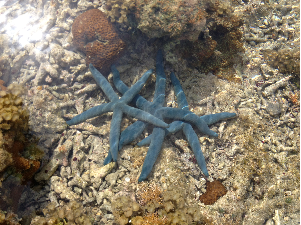 大嶺海岸観察会の様子2