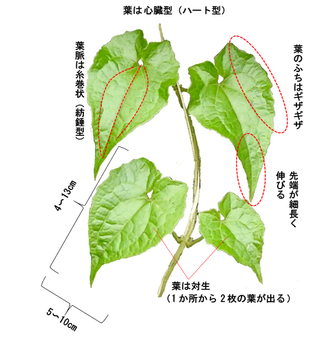 ツルヒヨドリの特徴